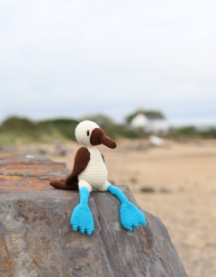 Vince the Blue Footed Booby Bird