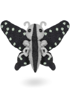 Ophelia the Tailed Jay Butterfly