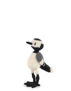Alger the Pied Wagtail