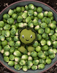 Brussels Sprout Kit
