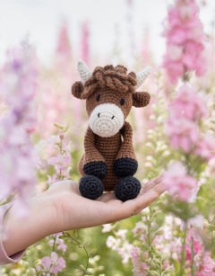 Douglas the Highland Cow