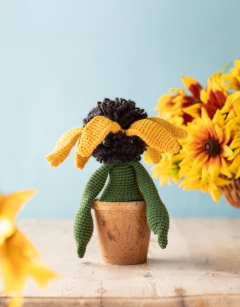 Rudbeckia Kit