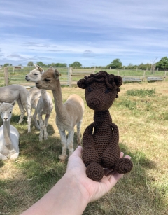 Seamus the Alpaca