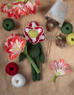 Amaryllis Kit