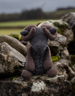 Andras the Black Welsh Mountain Sheep