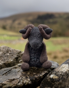 Andras the Black Welsh Mountain Sheep