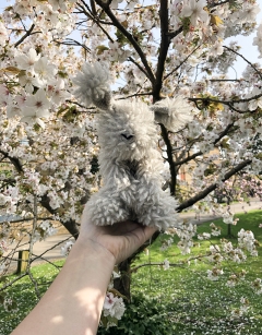 Lauren the Angora Rabbit