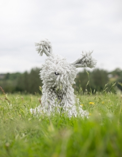 Giant Lauren the Angora Rabbit