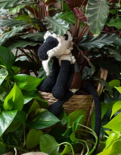 Sal the Roloway Monkey