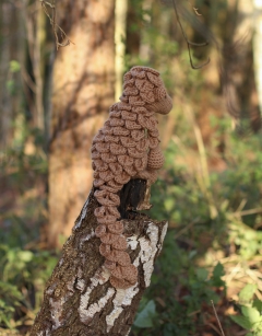 Large Jane the Pangolin