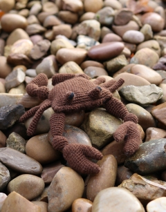 Jimmy the Atlantic Crab