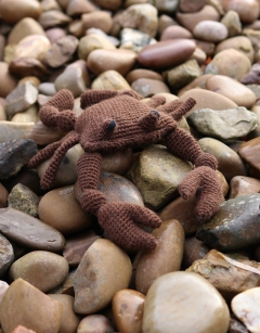 Jimmy the Atlantic Crab