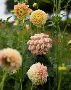 Ball Dahlia Kit