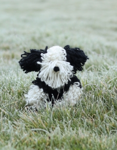 Josephine the Bearded Collie