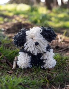 Josephine the Bearded Collie