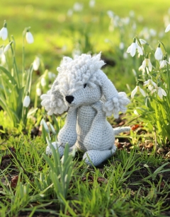 Rachel the Bedlington Terrier