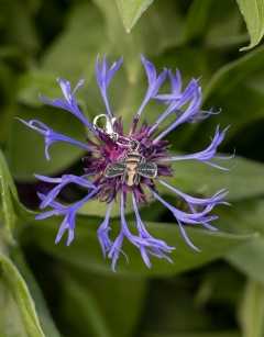 Nancy the Bee Centraliser