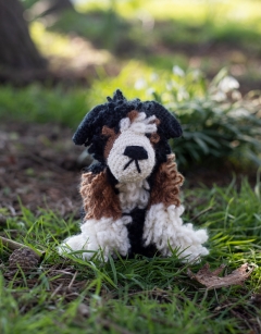 Chester the Bernese Mountain Dog