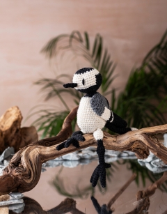 Alger the Pied Wagtail
