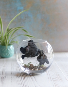 Jet the Black Moor Fish