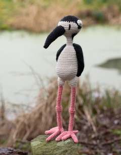 Chelsea the Black-Necked Stilt