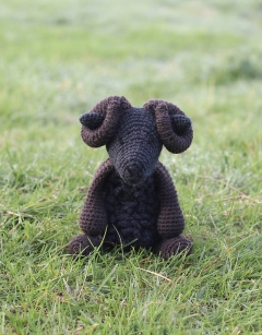 Andras the Black Welsh Mountain Sheep