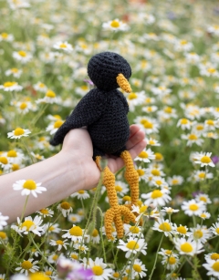 Peter the Blackbird