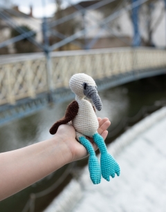 Vince the Blue Footed Booby Bird