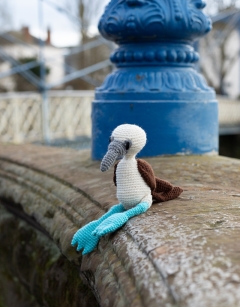 Vince the Blue Footed Booby Bird