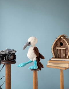 Vince the Blue Footed Booby Bird