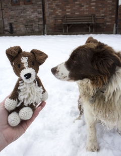 Jed the Border Collie