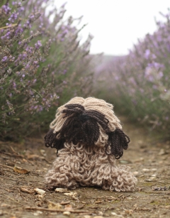 Theresa the Briard