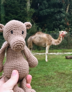 Erica the Camel Kit