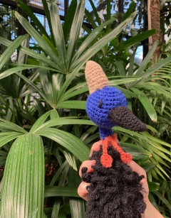 Kevin the Cassowary