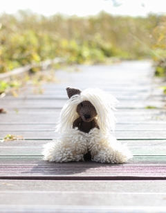 Laura the Chinese Crested