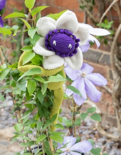 Clematis Kit