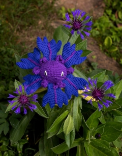 Cornflower Kit