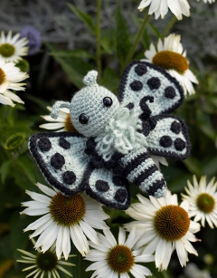 Cordelia the Pierrot Butterfly