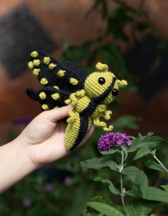 Ophelia the Tailed Jay Butterfly