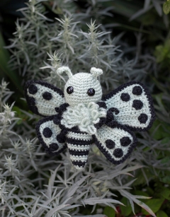 Cordelia the Pierrot Butterfly