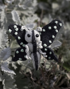 Ophelia the Tailed Jay Butterfly