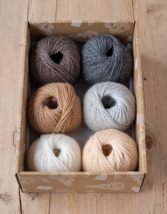 Kittens Discovery Box