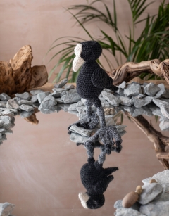 Vivien the Coot