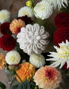 Ball Dahlia Kit