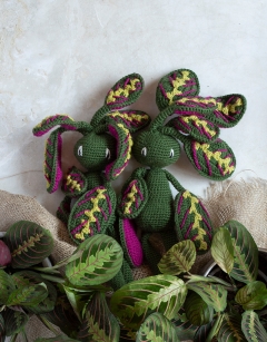 Maranta Fascinator Kit