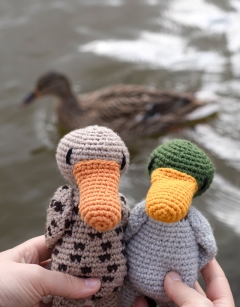Duchess the Mallard 