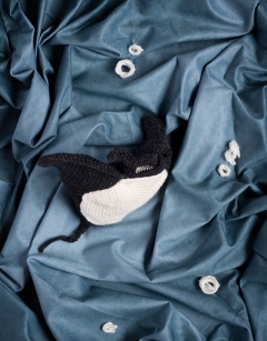 Jade the Manta Ray