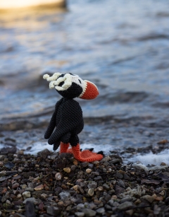 Wes the Tufted Puffin