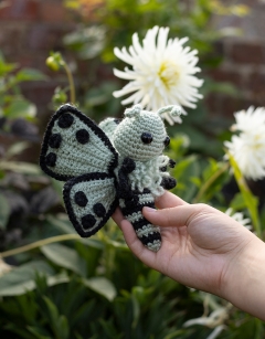 Cordelia the Pierrot Butterfly