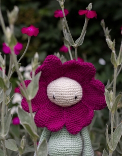 Rose Campion Kit